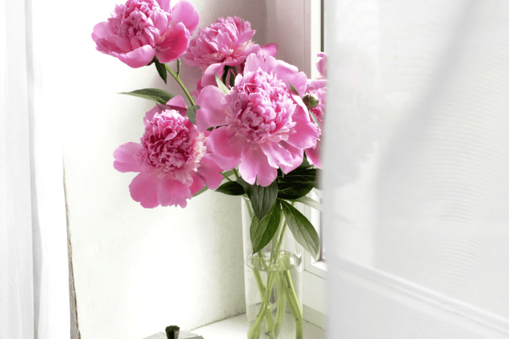 Flower near a window