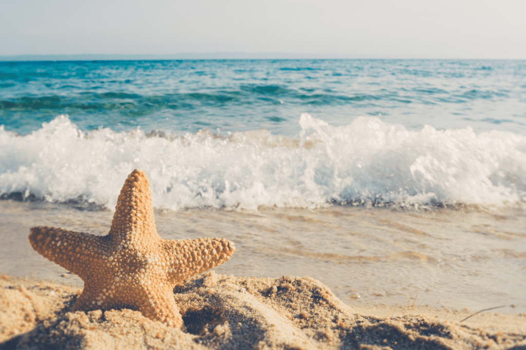 A starfish in the sand with a beach view