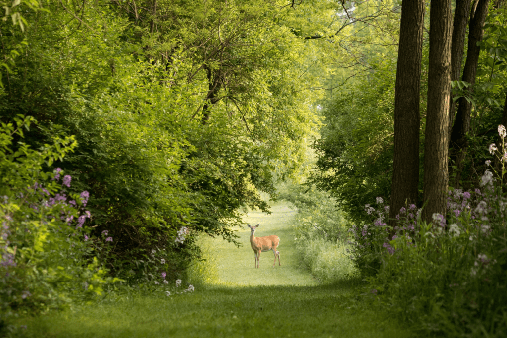 A deer in nature