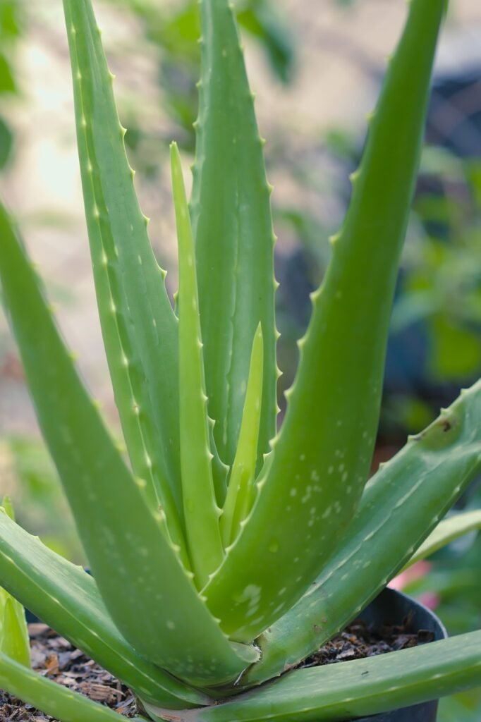 Aloe vera plant.
