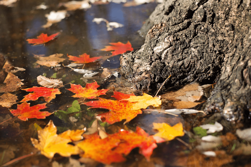 Leaves in a puddle next to a tree